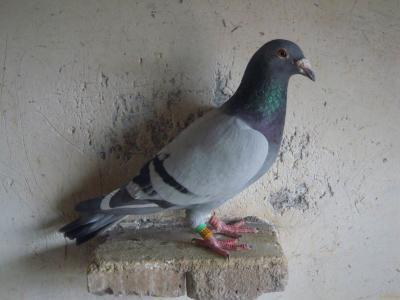 1191
